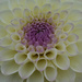 Dahlia by phil_howcroft