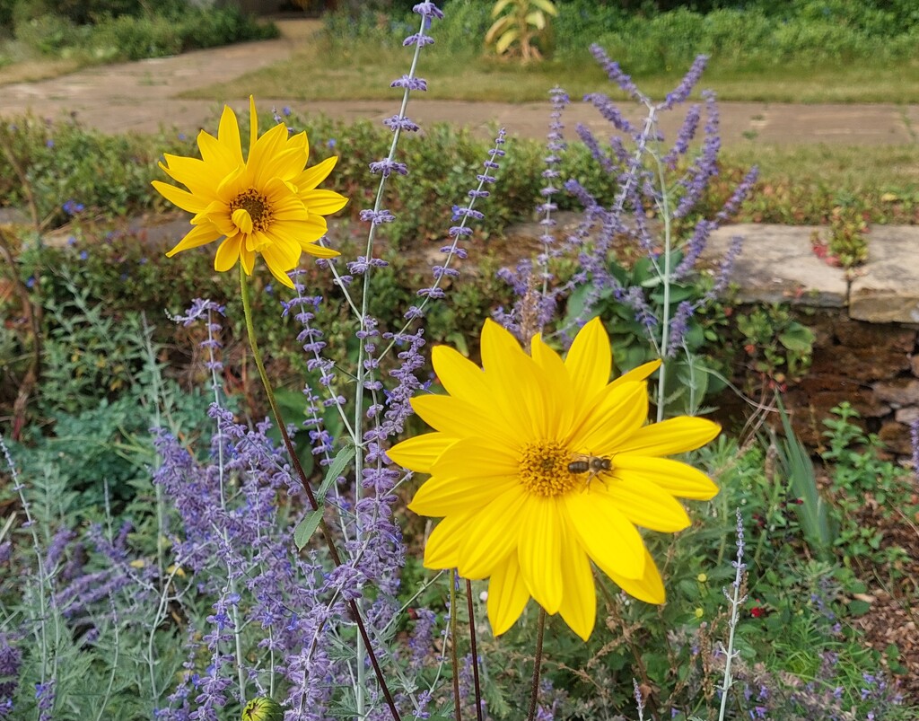 Flower and bug by busylady