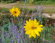 26th Aug 2024 - Flower and bug