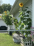 26th Aug 2024 - sunflowers