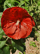 26th Aug 2024 - Rose Mallow