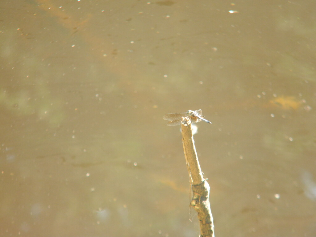 Dragonfly's View of Pond  by sfeldphotos