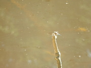 26th Aug 2024 - Dragonfly's View of Pond 