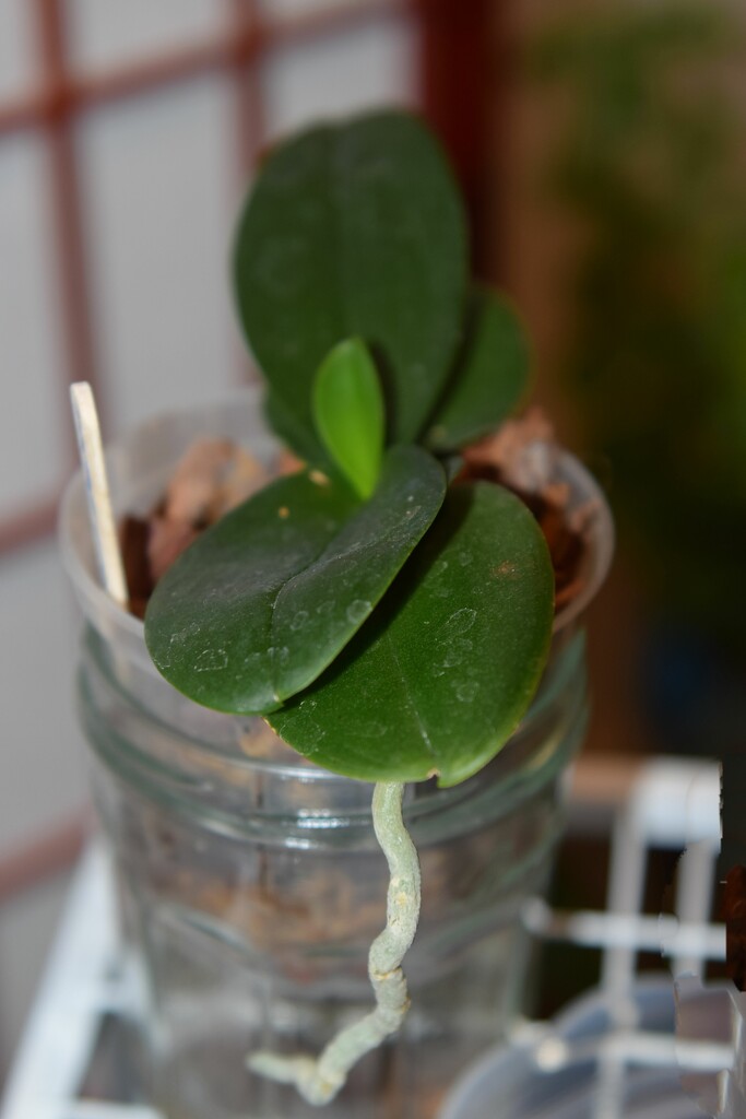 8 14 New Leaf on my Orchid by sandlily