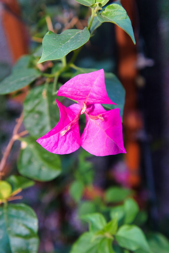 8 14 Bougainvillea still blooming by sandlily