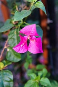 14th Aug 2024 - 8 14 Bougainvillea still blooming