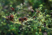 25th Aug 2024 - Illinois Bundleweed