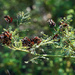 Illinois Bundleweed by kvphoto