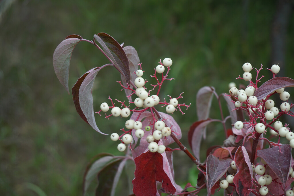 Gray Dogwood by larrysphotos