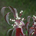 Gray Dogwood by larrysphotos