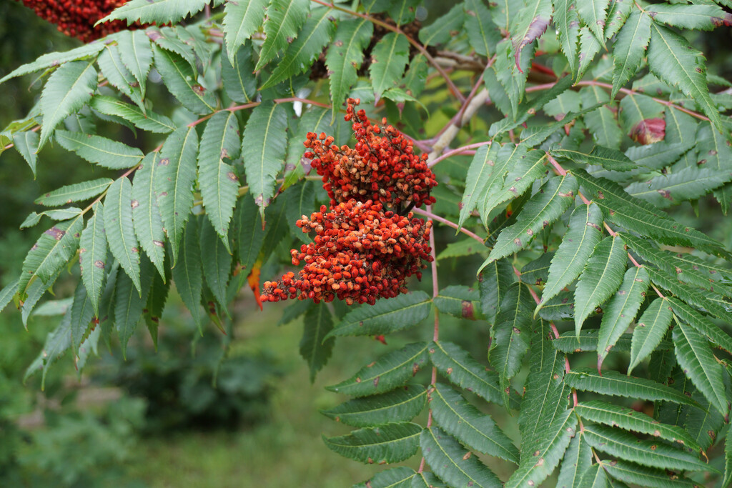 Smooth Sumac by larrysphotos