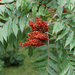 Smooth Sumac by larrysphotos