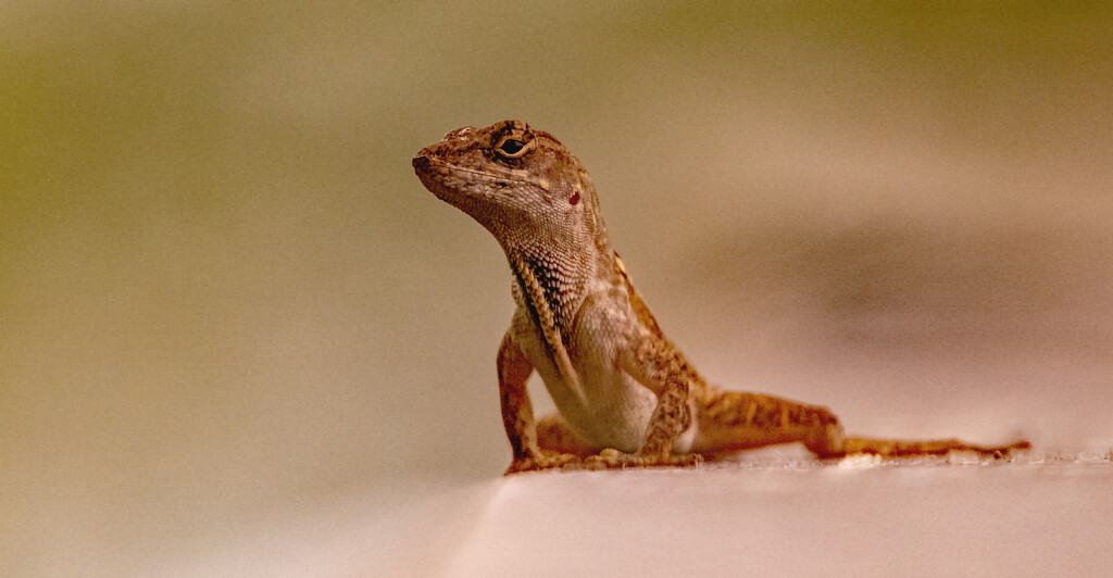 Lizard on the Railing! by rickster549