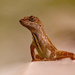 Lizard on the Railing! by rickster549