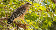 26th Aug 2024 - Red Shouldered Hawk!