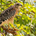 Red Shouldered Hawk! by rickster549