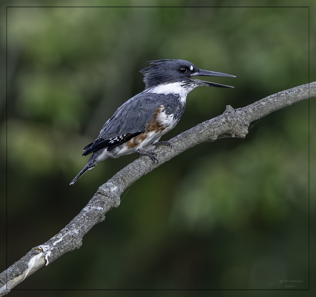 Female Kingfisher by bluemoon