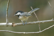 25th Aug 2024 - Chickadee