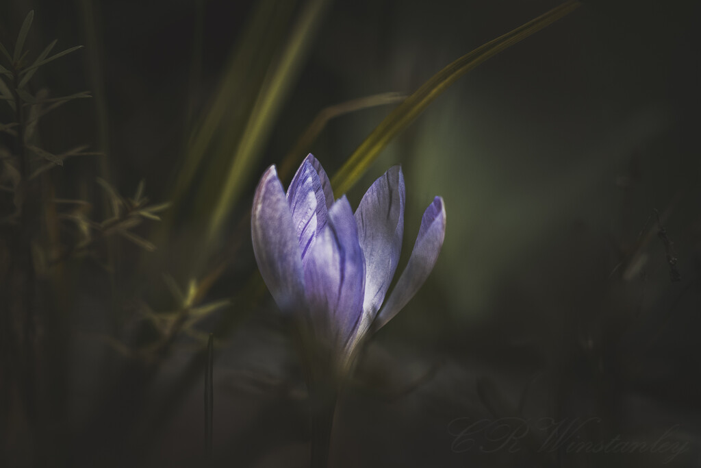 Crocus  by kipper1951