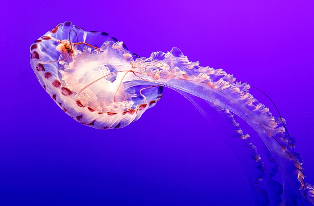 Jelly by joysfocus