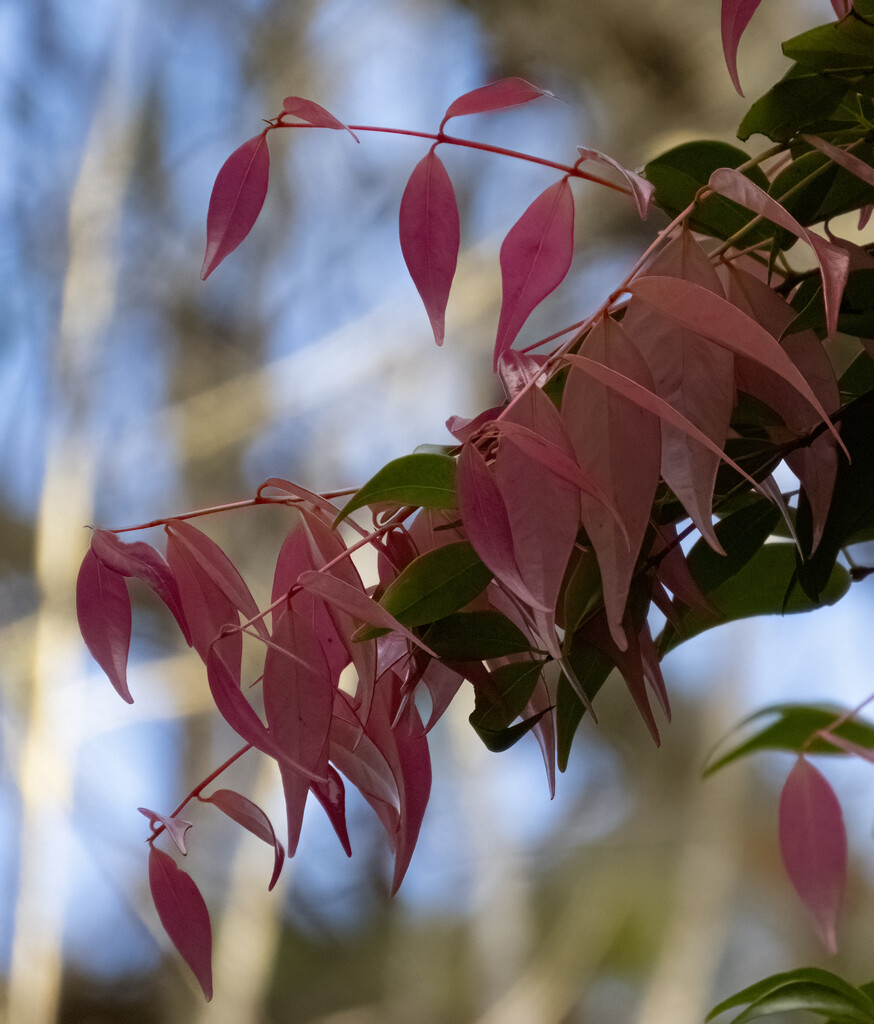 red to green by koalagardens