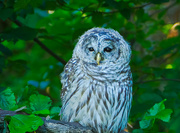 26th Aug 2024 - Barred Owl