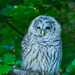 Barred Owl by cdcook48