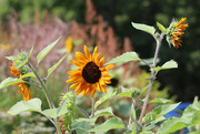 26th Aug 2024 - Sunflowers on a Sunny Summer Day 