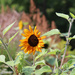 Sunflowers on a Sunny Summer Day  by princessicajessica