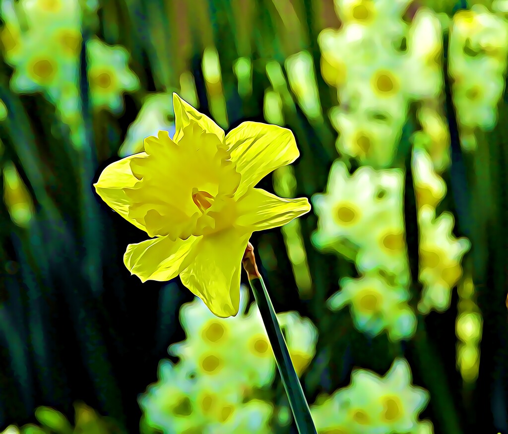 Daffs.. by maggiemae