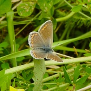 21st Aug 2024 - Brown Angus Butterfly