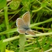 Brown Angus Butterfly by oldjosh