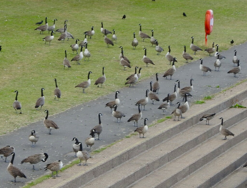 Canada Geese by oldjosh