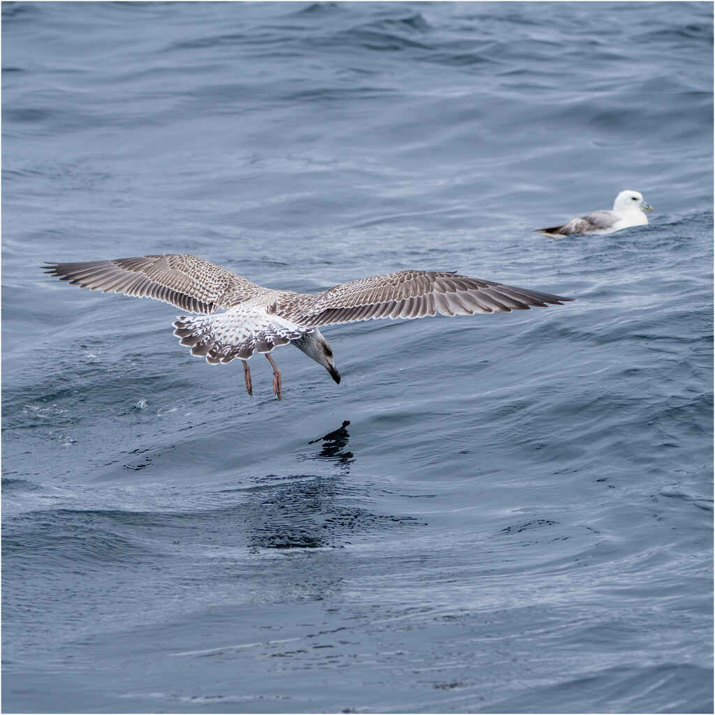 Large white-headed gull feeding by clifford