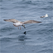 27th Aug 2024 - Large white-headed gull feeding