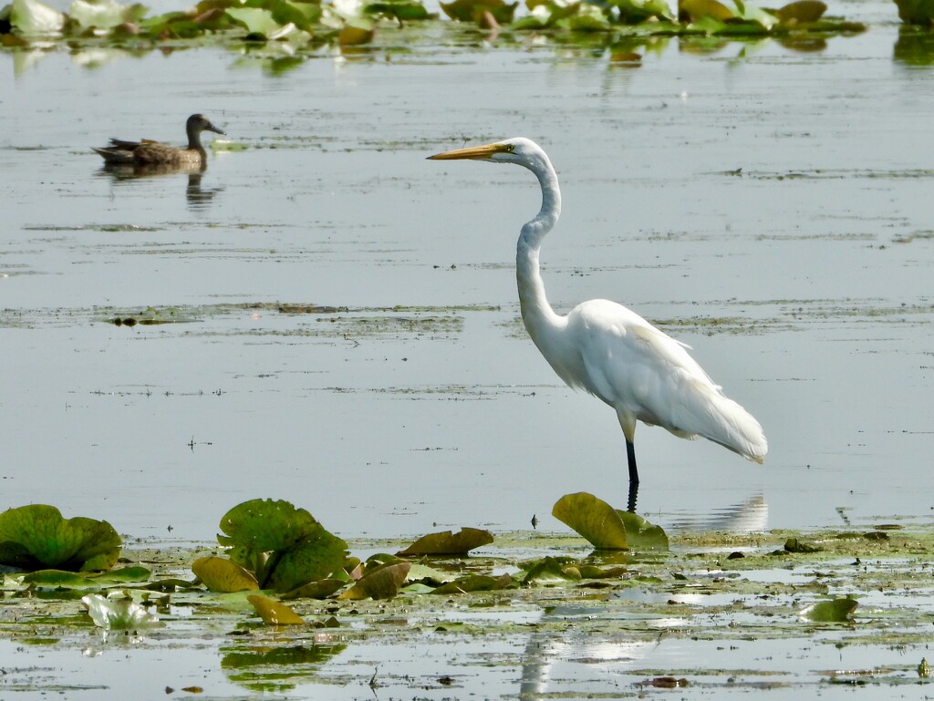 1egret, 1duck by amyk