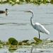 1egret, 1duck by amyk