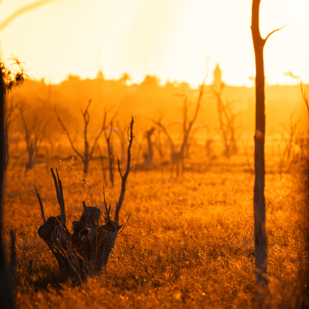 Late afternoon sun over the dry wet lands by nannasgotitgoingon