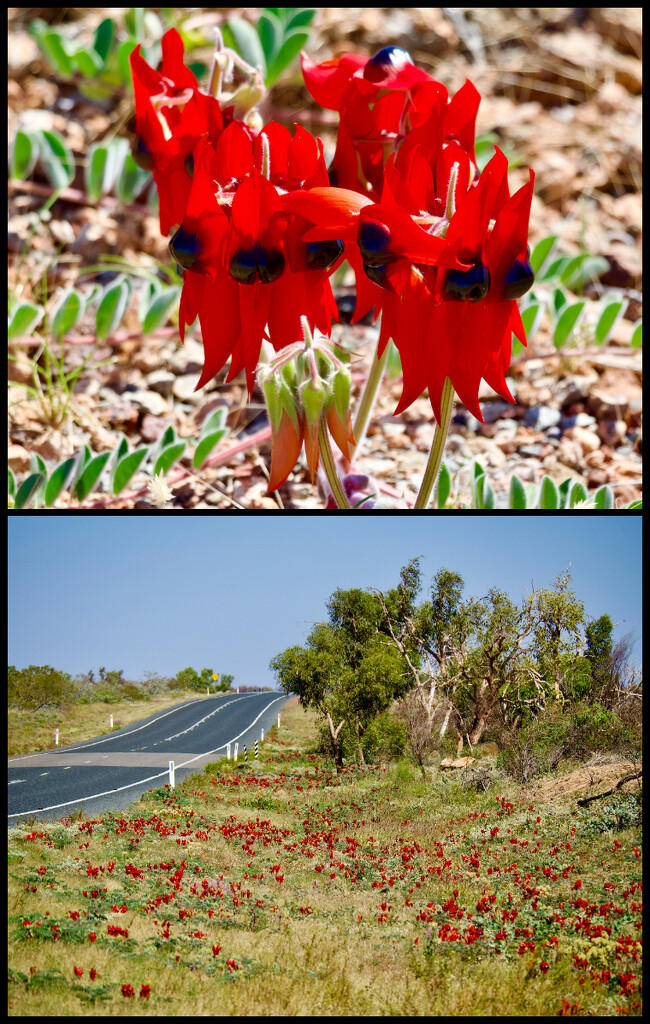 The Sturt Peas Are Blooming by merrelyn