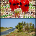 The Sturt Peas Are Blooming by merrelyn