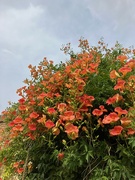 27th Aug 2024 - Chinese Trumpetvine 