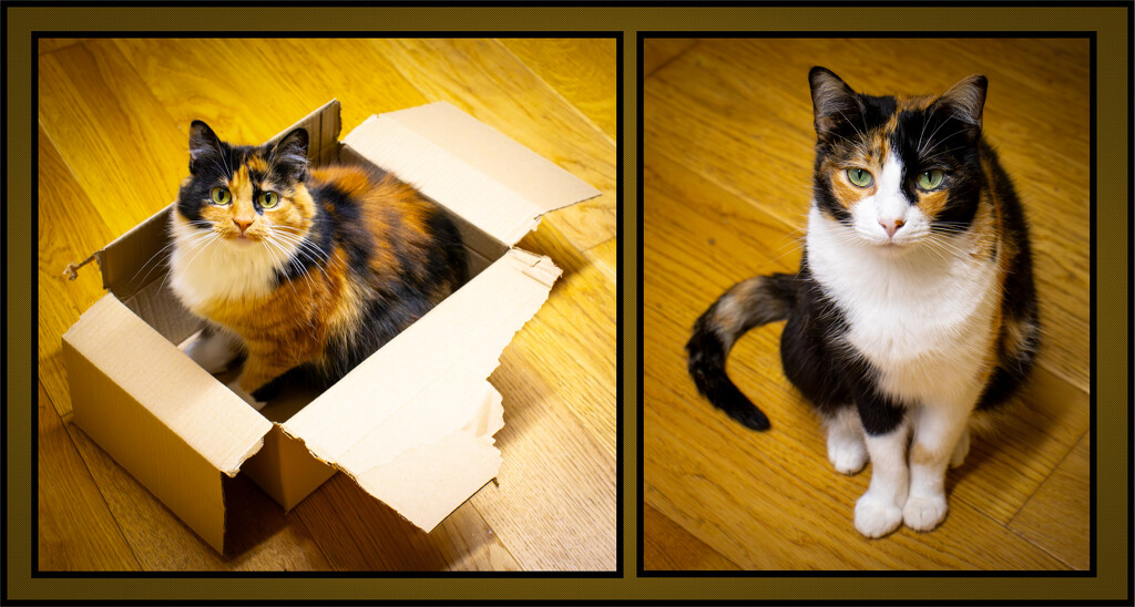 My two beautiful tortie girls by swillinbillyflynn