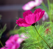 27th Aug 2024 - Cosmos 