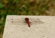 27th Aug 2024 - Ruddy Darter Maybe