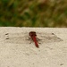 Ruddy Darter Maybe by arkensiel