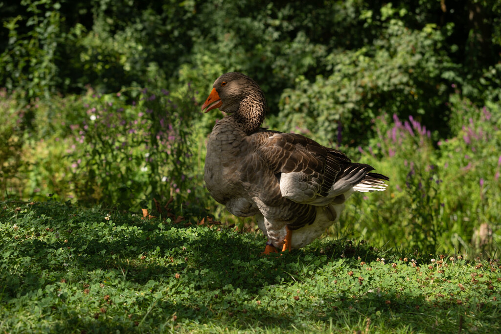 Gander At The Newt Somerset by tonus