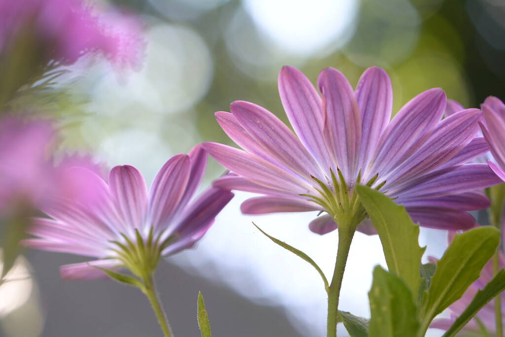 Daisies and bokeh~~~~~ by ziggy77