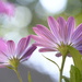 Daisies and bokeh~~~~~ by ziggy77