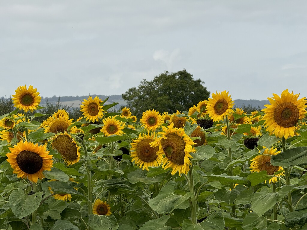 Sunflowers next to the Farm Shop by susiemc