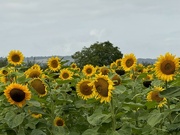 26th Aug 2024 - Sunflowers next to the Farm Shop